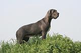 DOGUE ALLEMAND 485